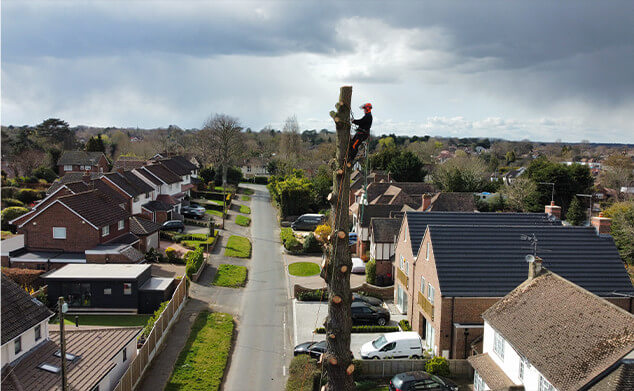 tree surgeon company Essex