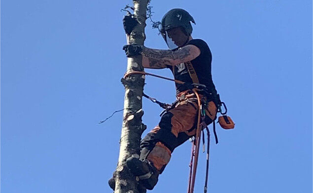 tree surgeon company Essex