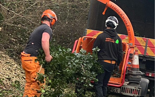 tree surgeon company Essex
