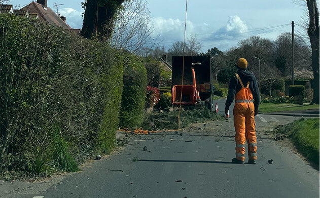 Local tree surgeon