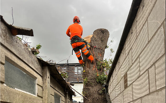 Local tree surgeon