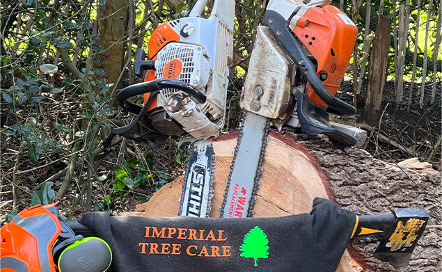 Local tree surgeon