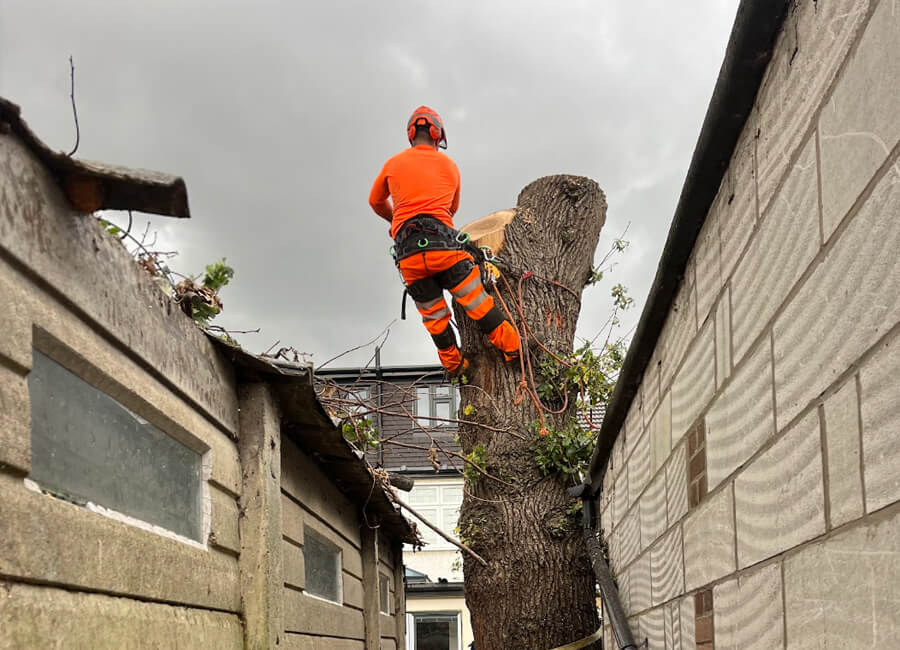 tree stump removal Essex