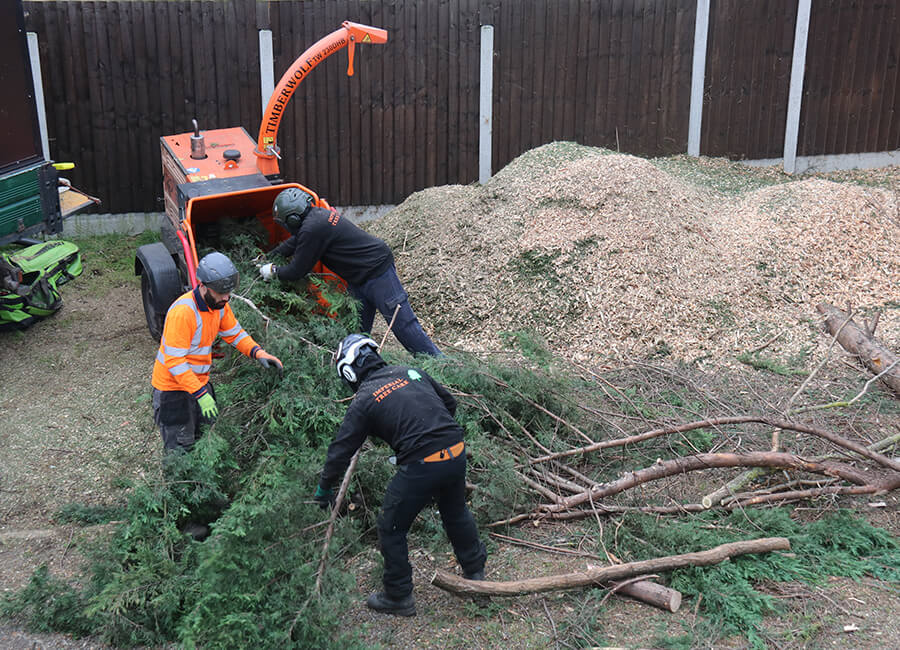 tree removal essex