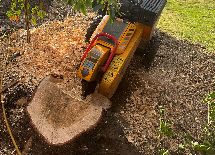 Essex tree stump grinders