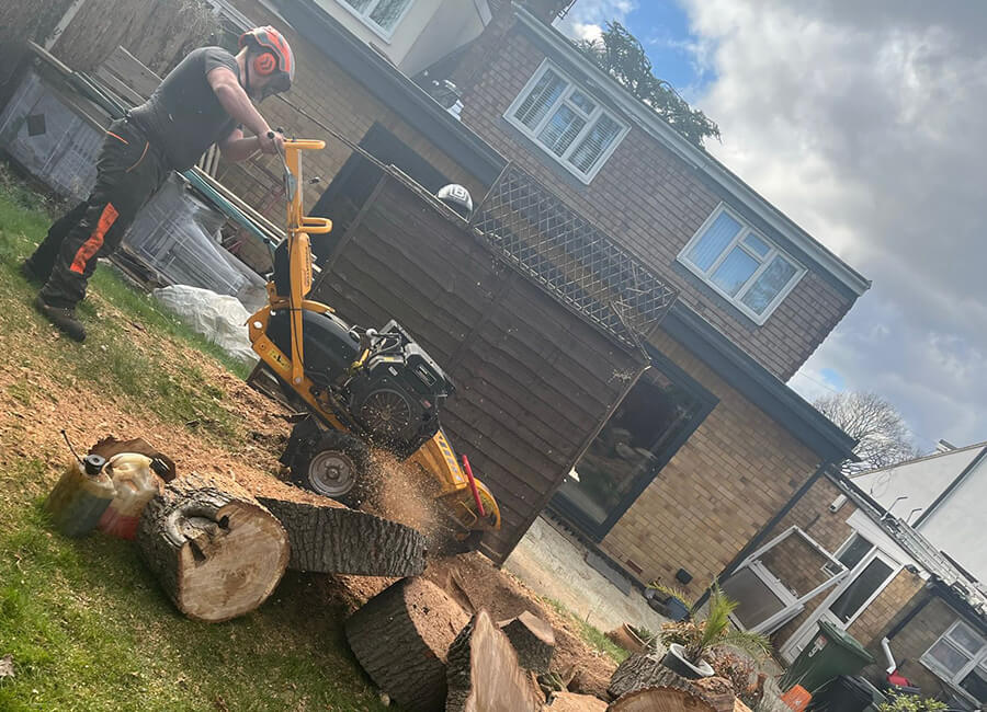 Tree stump grinding services